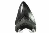 Serrated, Fossil Megalodon Tooth - South Carolina #153850-1